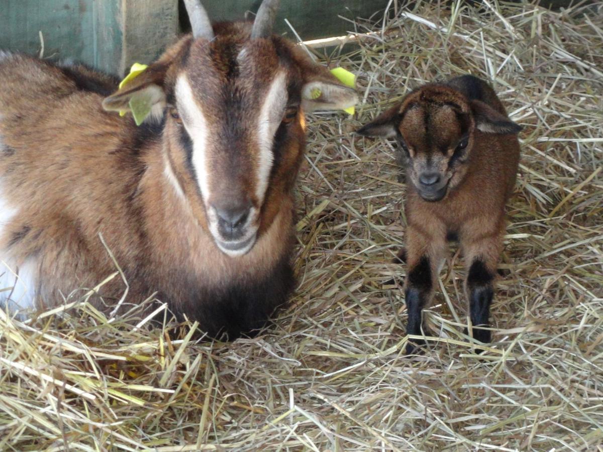 Bed and Breakfast La Petite Ferme De Pouillon - Parc Animalier - Aire De Loisirs Exteriér fotografie